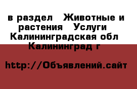  в раздел : Животные и растения » Услуги . Калининградская обл.,Калининград г.